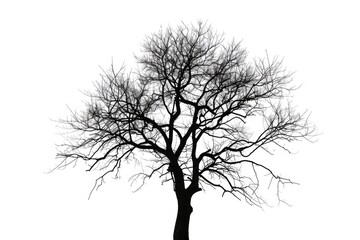 A stark black and white image of a solitary bare tree. Suitable for minimalist designs