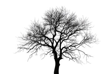 Fototapeta premium A stark black and white image of a solitary bare tree. Suitable for minimalist designs