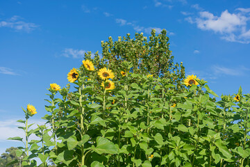 Leafy sunflower tree with flowers in the field.