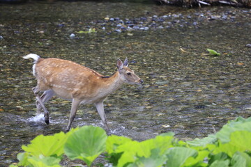 初夏の知床半島 イワウベツ川を鹿の親子が渡って行きます
冬毛から夏毛に生え変わるこの季節
新緑の鮮やかな北海道の大自然です