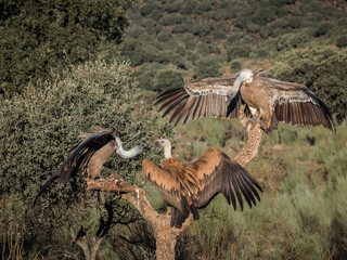 Griffon vulture (Gyps fulvus). Three griffon vultures competing for food.