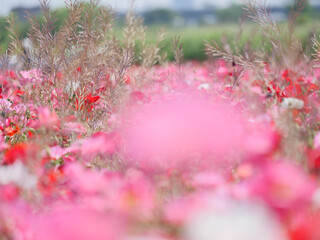 ポピーの花畑風景
