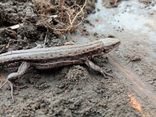 Gray lizard on the ground. A lively forest lizard, the lizard froze on the background of the soil. Animals and amphibians in the wild.