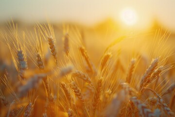 A picturesque wheat field at sunset. Suitable for agriculture or nature concepts © Fotograf
