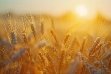 A picturesque wheat field at sunset. Suitable for agriculture or nature concepts © Fotograf