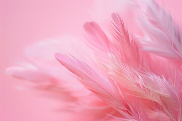 A close up of a bunch of pink feathers. Perfect for design projects