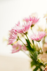 A bouquet of asters and gerberas in a glass vase against a bokeh background with sun rays. Pink flowers close-up on a white bright background. Mother's Day background. Spring and summer mockups