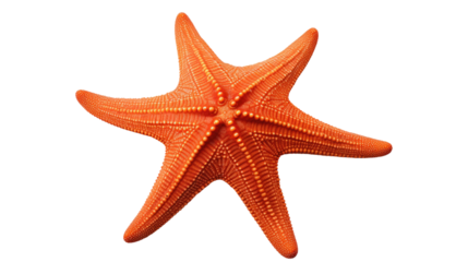 Orange Starfish. A vibrant orange starfish is placed on a plain white background. The starfish is the focal point of the image, showcasing its unique shape and texture.