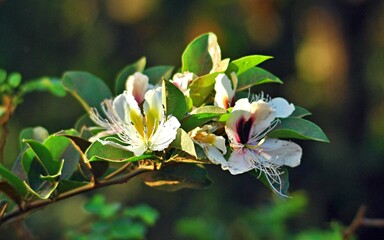 Wellangiriya (Capparis brevispina) is a herbaceous vine that grows in the dry zonal parts of Sri Lanka. It blooms during the warmer months of the year and each lasts few days.