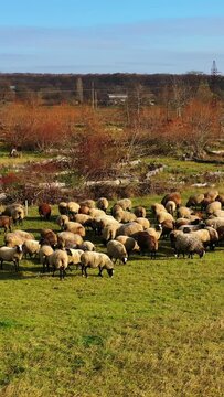 Grazing sheep in nature. Herd of domestic animals eating grass in the rural place. Group of sheep on pasture at sunny daytime. Livestock agriculture. Vertical video.