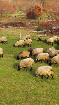 Sheep grazing outdoors. Herd of white and brown sheep feeding on a meadow. Flock of sheep and lamb in farmland. Vertical video.
