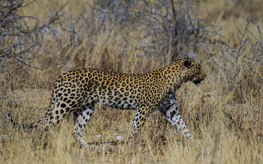 Leopard in Etosha National Park