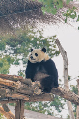 The cute giant panda in Wuhan Zoo © Hao