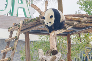 Obraz premium The cute giant panda in Wuhan Zoo