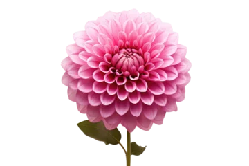 Foto op Canvas Pink Flower. A vibrant pink flower with lush green leaves stands out against a clean white background. The contrast between the bright colors creates a striking and eye-catching visual. © Muhammad