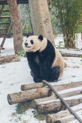 The cute giant panda in Wuhan Zoo © Hao