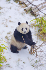 The cute giant panda in Wuhan Zoo © Hao
