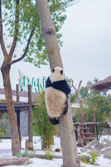 The cute giant panda in Wuhan Zoo