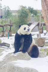 The cute giant panda in Wuhan Zoo © Hao