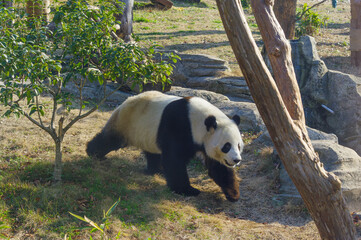 Obraz premium The cute giant panda in Wuhan Zoo