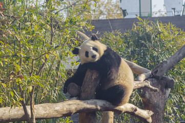 Obraz premium The cute giant panda in Wuhan Zoo