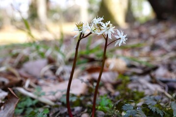 山野草のオウレンの花