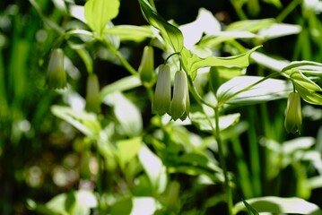 山野草のホウチャクソウの花