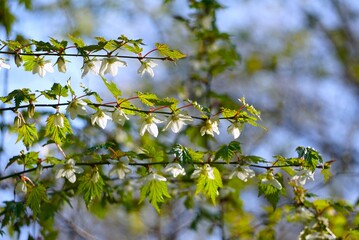 山野草のキイチゴの花