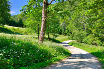  Dirt road running through the forest, among summer greenery.