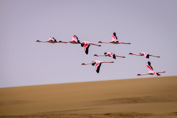 Lesser flamingos flying over the dunes of the Namib desert