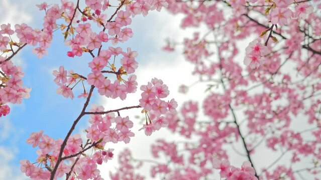 Blooming blossoms of sakura cherry tree in sunlight against blue sky, springtime.