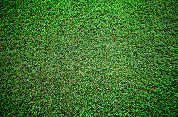 Fototapeta premium Uniform plain green grass texture background