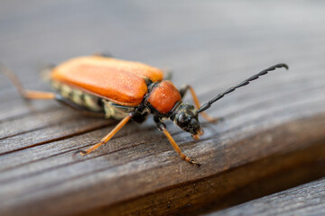 Red-brown longhorn beetle 