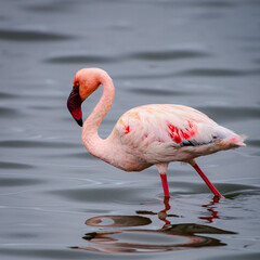 Lesser flamingo