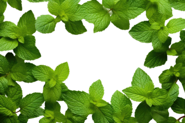 Group of Green Leaves. A cluster of vibrant green leaves arranged neatly on a crisp white background. The leaves vary in shape and size, creating an interesting and organic pattern.
