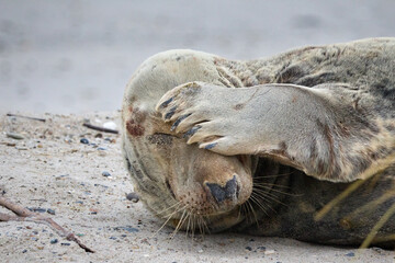 Kegelrobben-Bulle mit Flosse über dem Gesicht