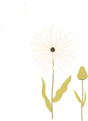 Antique color plant flower illustration: Dandelion (Taraxacum officinale)