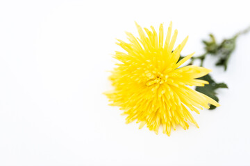 Obraz premium Yellow flowers close on a clear white background. Mother's Day card. Spring and summer background. Presents for woman. Mockup. Layout. 
