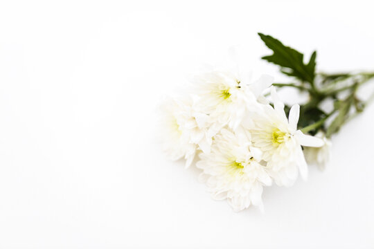 White flower close on a clear white background. Mother's Day card. Spring and summer background with white chrysantemum. Presents for woman. Mockup. Layout. 