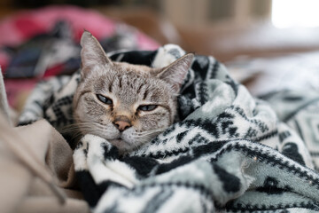 毛布に包まる猫　シャムトラ猫
