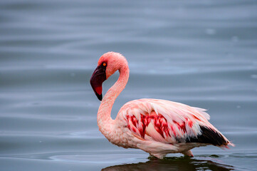 Lesser flamingo
