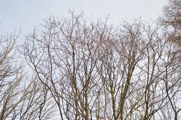 Tree tops in winter. Gray tree branches without foliage.
