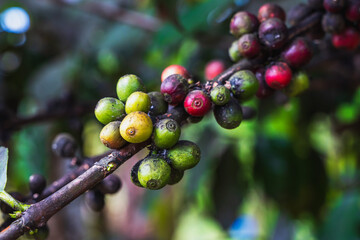 Close up unhealthy coffee cherries on branch caused by plant disease in coffee farm