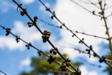 Close up unhealthy coffee cherries on branch caused by plant disease in coffee farm
