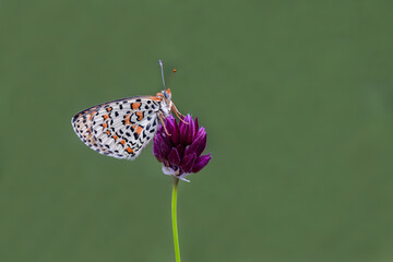 Spotted Iparhan butterfly (Melitaea didyma) on the plant - obrazy, fototapety, plakaty