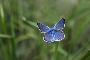 Polyeyed Amanda butterfly (Polyommatus amandus) on the plant
​