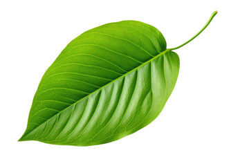 Green Leaf. A fresh green leaf stands out against a plain white backdrop showcasing its vibrant color and intricate texture. The contrast between the leaf and the background creates a striking visual.