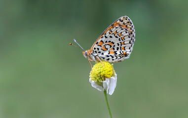 Spotted Iparhan butterfly (Melitaea didyma) on the plant - obrazy, fototapety, plakaty