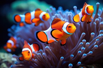 A school of clownfish in a colorful coral reef. cute anemone fish playing on the coral reef, just...