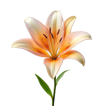 Orange lily in full bloom with petals isolated on white background